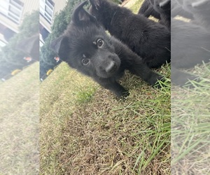 German Shepherd Dog Puppy for sale in CLARKSVILLE, TN, USA