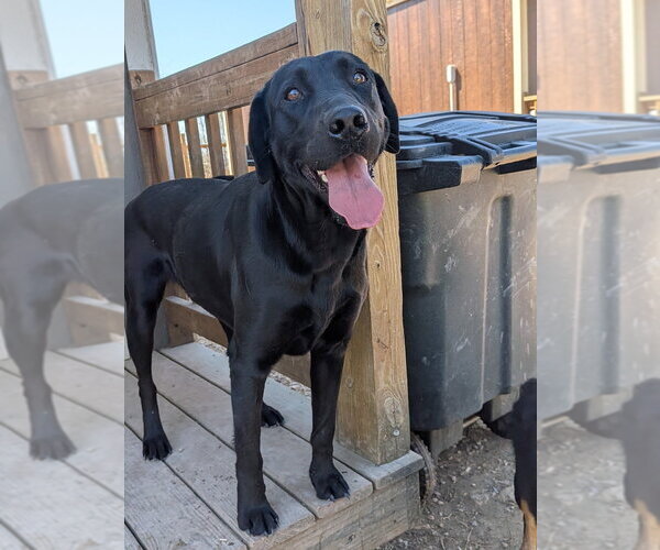 Medium Photo #2 Labrador Retriever Puppy For Sale in Vail, AZ, USA
