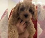 Small #1 Cavapoo (Miniature)