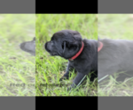 Small Photo #11 Labrador Retriever Puppy For Sale in BETHCAR, SC, USA