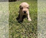 Small #14 Golden Retriever
