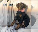 Small #1 Doberman Pinscher