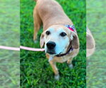 Small #1 Mountain Cur Mix