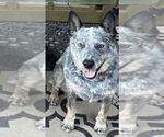 Small #1 Mutt