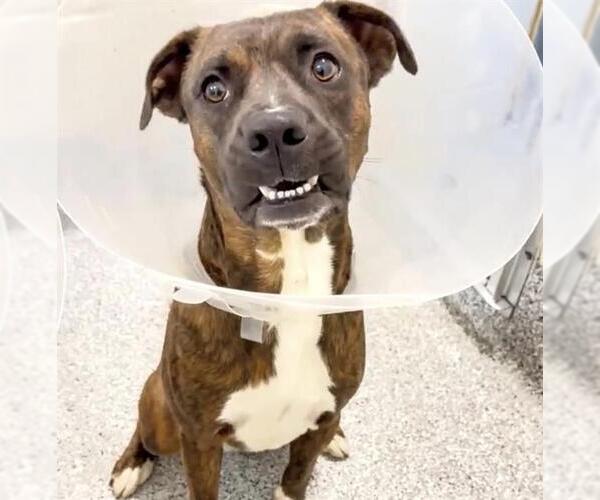 Medium Photo #2 Boxer Puppy For Sale in Houston, TX, USA