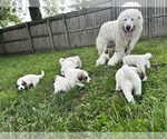 Small Great Pyrenees