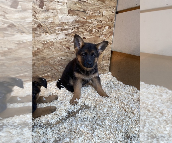 Medium Photo #2 German Shepherd Dog Puppy For Sale in HACIENDA HEIGHTS, CA, USA