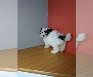 Poodle (Miniature)-ShihPoo Mix Puppy for sale in INDIANAPOLIS, IN, USA