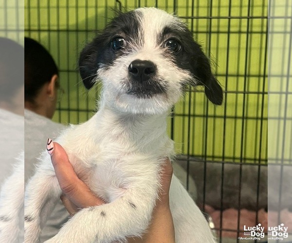 Medium Photo #1 Chihuahua-Unknown Mix Puppy For Sale in Washington, DC, USA