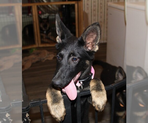 Medium Photo #1 German Shepherd Dog Puppy For Sale in WARRENTON, NC, USA