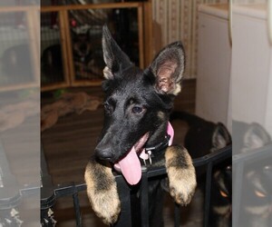 German Shepherd Dog Puppy for sale in WARRENTON, NC, USA
