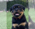 Small #7 Rottweiler