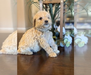 Poodle (Miniature) Puppy for sale in JURUPA VALLEY, CA, USA