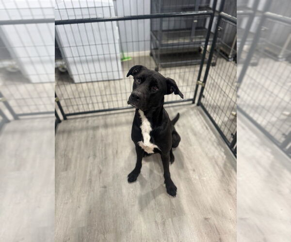 Medium Photo #2 Great Dane-Unknown Mix Puppy For Sale in Oak Bluffs, MA, USA