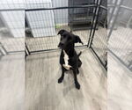 Small #1 Great Dane Mix