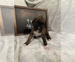 Puppy Orange Girl Boxer