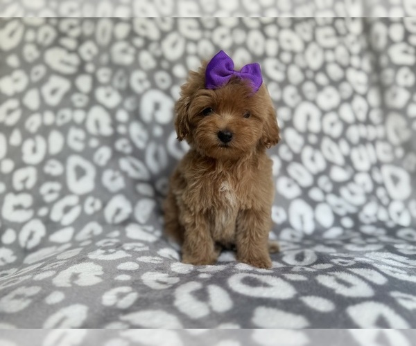 Medium Photo #3 Cockapoo (Miniature) Puppy For Sale in LAKELAND, FL, USA