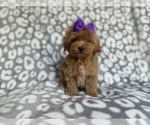 Small #2 Cockapoo (Miniature)