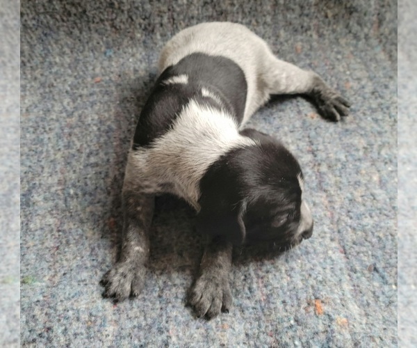 Medium Photo #5 German Shorthaired Pointer Puppy For Sale in WEST GLOVER, VT, USA