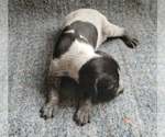 Small Photo #5 German Shorthaired Pointer Puppy For Sale in WEST GLOVER, VT, USA