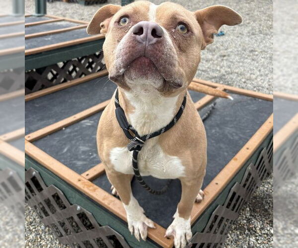 Medium Photo #2 American Staffordshire Terrier-Unknown Mix Puppy For Sale in Palmetto, FL, USA