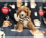 Small #1 Cavapoo (Miniature)