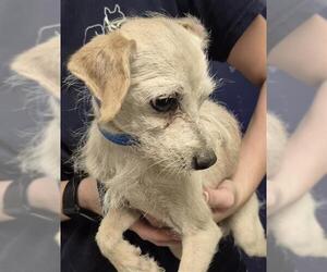 Chihuahua Dogs for adoption in Bakersfield, CA, USA