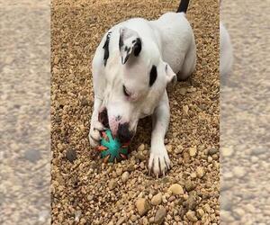 Mutt Dogs for adoption in Forestville, MD, USA