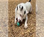 SPOOKY - Male Mutt Dog for Adoption - Small photo