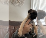 Small Photo #5 Pug Puppy For Sale in MARTINSBURG, WV, USA