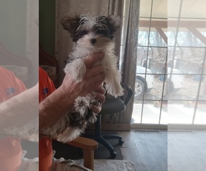 Yorkshire Terrier Puppy for sale in JAMAICA, IA, USA