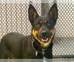 Small German Shepherd Dog Mix