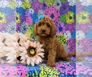 Cock-A-Poo Puppy for sale in KIRKWOOD, PA, USA