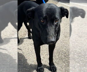 American Pit Bull Terrier-Labrador Retriever Mix Dogs for adoption in Chula Vista, CA, USA