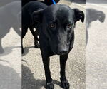 Small American Pit Bull Terrier-Labrador Retriever Mix