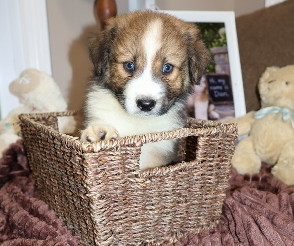 Medium Photo #1 Aussie Pyrenees Puppy For Sale in LEXINGTON, SC, USA