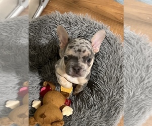 French Bulldog Puppy for sale in SAN FRANCISCO, CA, USA