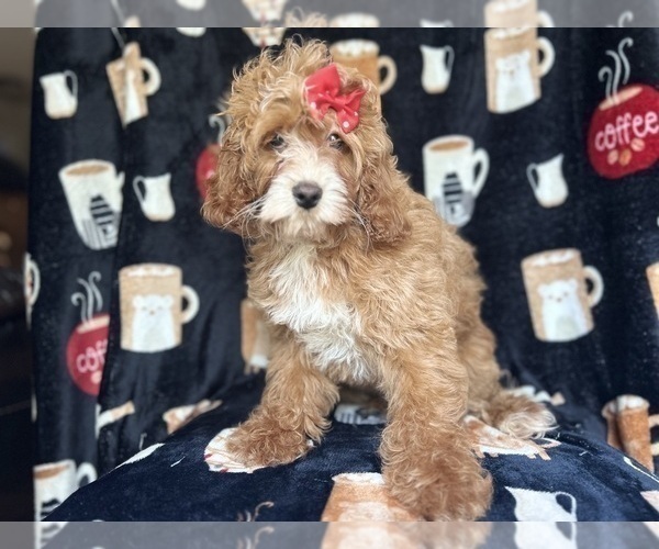 Medium Photo #9 Cock-A-Poo Puppy For Sale in LAKELAND, FL, USA