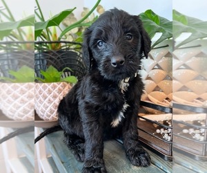 Goldendoodle-Poodle (Standard) Mix Puppy for sale in FLAT ROCK, NC, USA