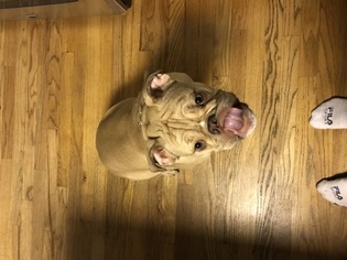 Bulldog Puppy for sale in MANCHESTER, CT, USA
