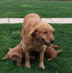 Mother of the Goldendoodle puppies born on 02/26/2018