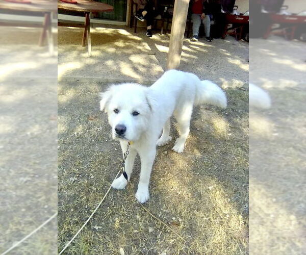 Medium Photo #4 Great Pyrenees Puppy For Sale in Spring, TX, USA