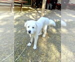 Small #3 Great Pyrenees