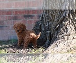 Small Photo #6 Goldendoodle Puppy For Sale in BRIGHTON, MO, USA