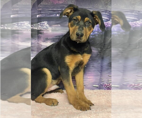 Medium Photo #1 Shepweiller Puppy For Sale in Lakewood, CO, USA