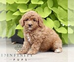 Small #2 Poodle (Miniature)