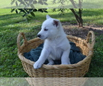 Small #1 German Shepherd Dog