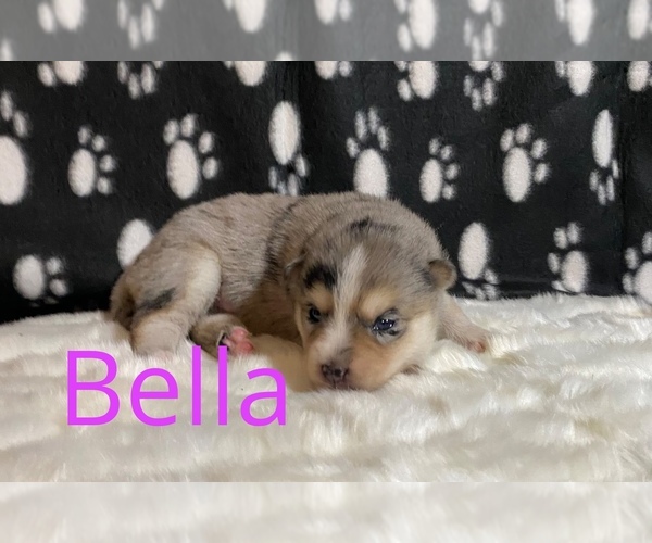 Medium Photo #4 Pomsky Puppy For Sale in BATTLE CREEK, MI, USA