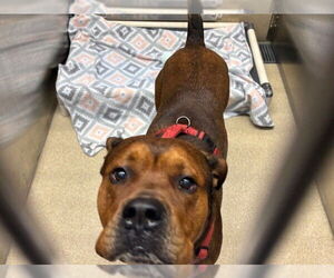 American Staffordshire Terrier-Unknown Mix Dogs for adoption in Grand Prairie, TX, USA