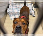 Small American Staffordshire Terrier Mix